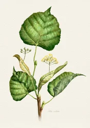 Ramo de tília em flor