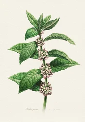 Hortelã em flor (Botanical)