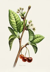 Ramo botânico de cereja doce