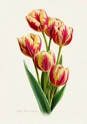 Tulipas com riscas coloridas
