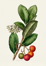 Medronheiro antigo