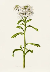 Candytuft Branco - Descrição botânica