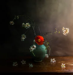 Flores de papoila melancólicas
