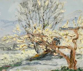 Árvores em flor na primavera