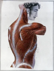 Músculos das costas
