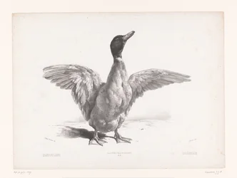 Estudo de um pato com asas abertas
Estudos com animais (título da série)
Petites études d