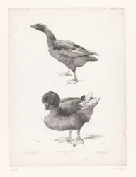 Estudo de um ganso e de um pato
Estudos com animais (título da série)
Petites études d