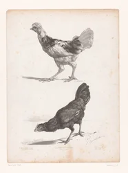 Studie van twee kippen
Dierstudos (título da série)
Estudos com animais pequenos (título da série)