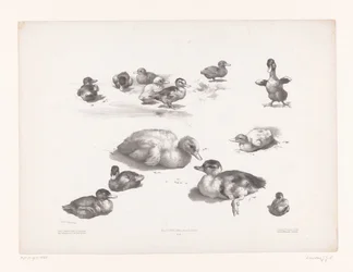 Estudos de patos e patinhos
Estudos com animais (título da série)
Petites études d