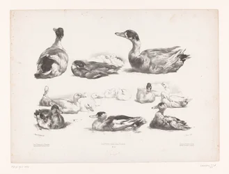Estudos de grupos de patos mentirosos
Estudos com animais (título da série)
Petites études d