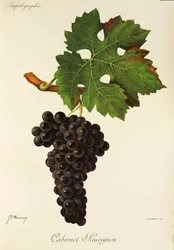 Uva Cabernet Sauvignon de J. Troncy