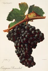Uva Carigna-Bouschet de J. Troncy