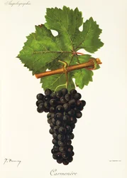 Uva Carménère de J. Troncy