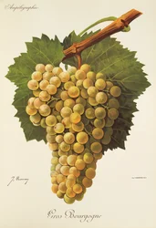 Uva Gros Bourgogne de J. Troncy