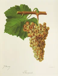 Uva Jacquot de J. Troncy