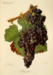 Uva Merlot por J. Troncy