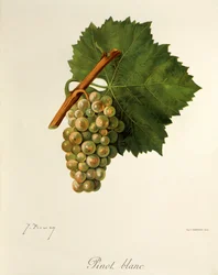 Uva Pinot Blanc de J. Troncy