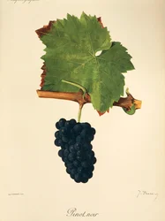 Uva Pinot Noir de J. Troncy