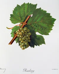 Uvas Riesling por Jules Troncy de Ampelographie, Traite general de viticultura (Ampelografia, Tratado geral de viticultura), vol II, por Pierre Viala (1859-1936) e Victor Vermorel (1848-1927), Paris