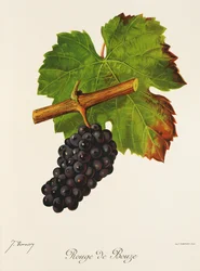 Uva Rouge de Bouze de J. Troncy