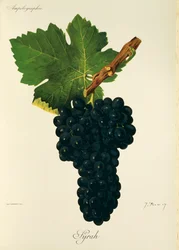 Uva Syrah por J. Troncy