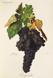 Uva Tempranillo de J. Troncy