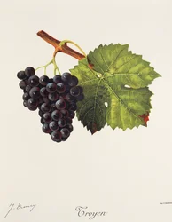 Uva Troyen por J. Troncy