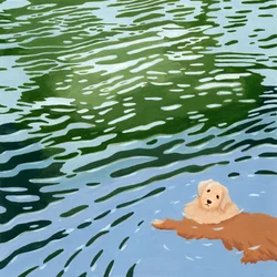 Golden Retriever a nadar
