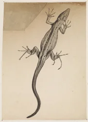 Lagarto
