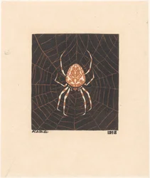 Aranha numa teia