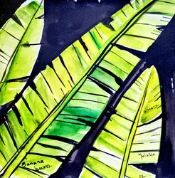 Folhas de bananeira vibrantes