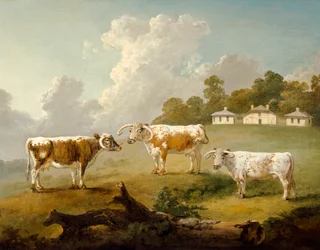 "Three Long-horned Cattle at Kenwood", 1797