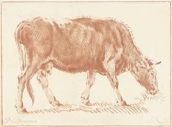 vaca pastando
