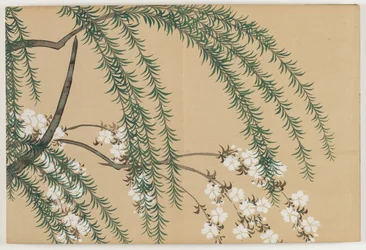 Flores de Cem Mundos (Momoyogusa): Salgueiro e Cerejeira (Yanagizakura)