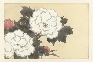 peônias fukamigusa Flores de cem mundos (título da série) Momoyogusa, vol. 1 (título da série)