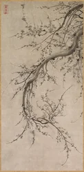 Prunus, século XVII.