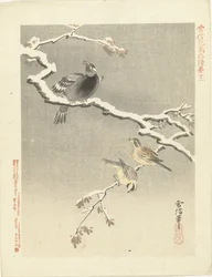 Três pássaros no galho nevado Esboços de flores e pássaros por Kano Tsunenobu (título da série) Kano Tsunenobu kacho gafu (título da série no objeto)