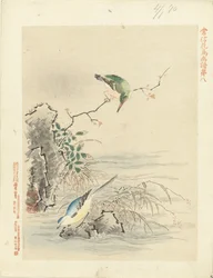 Martim-pescador olhando o pássaro pela água Esboços de flores e pássaros por Kano Tsunenobu (título da série) Kano Tsunenobu kacho gafu (título da série no objeto)