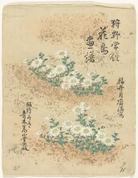 Índice Esboços de flores e pássaros por Kano Tsunenobu (título da série) Kano Tsunenobu kacho gafu (título da série no objeto)