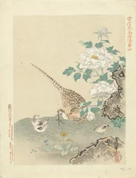 codorna com pintinhos Esboços de flores e pássaros por Kano Tsunenobu (título da série) Kano Tsunenobu kacho gafu (título da série no objeto)