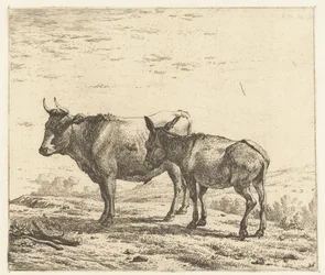 Boi e um burro