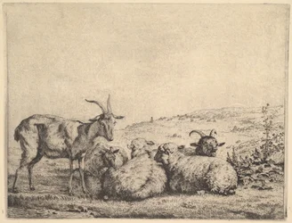 Duas cabras e três ovelhas, 1655.