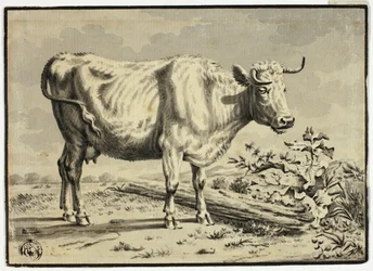 Vaca