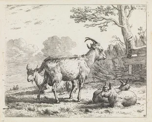 Quatro cabras