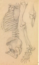 Coluna com tórax e pelve, perfil para a esquerda; também ossos da perna esquerda do quadril à ponta do dedo do pé e detalhe de um joelho. (1662?).