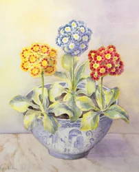 Auricula em um pote chinês