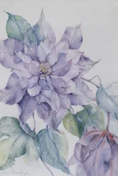 Clematis, Lorde Neville