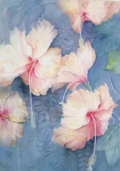 Hibisco, damasco
