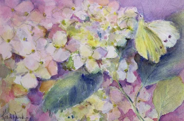 Borboleta amarela nublada pálida, Colias Hyale na hortênsia