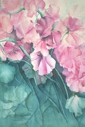 Ervilhas, orgulho cor-de-rosa (vertical)